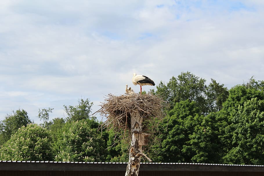 stork, nest, park, storks, rattle stork, summer, bird, animal Nest HD wallpaper