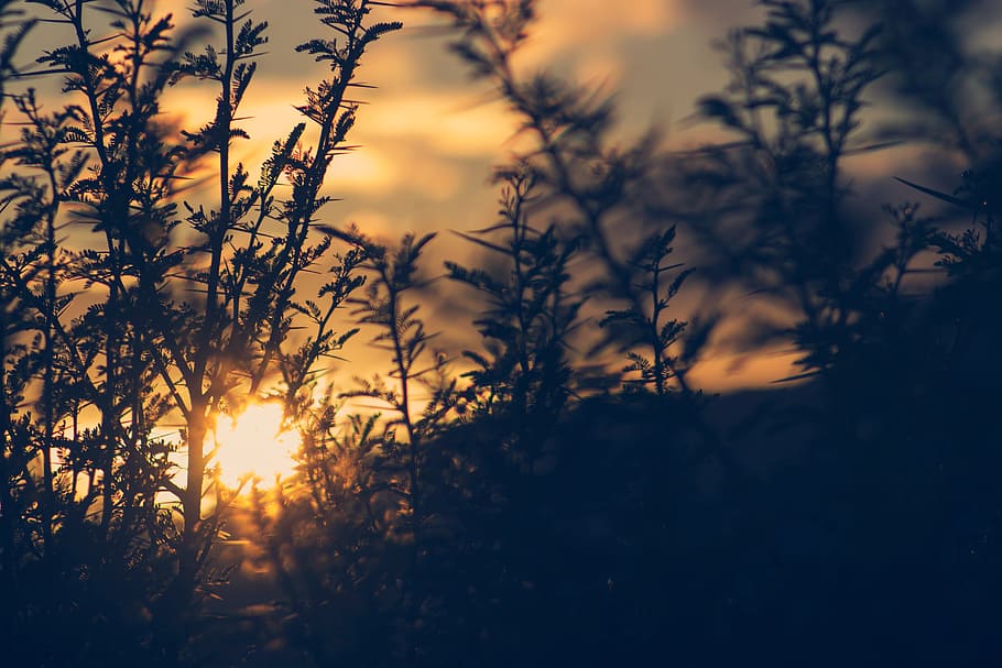 sunset, blur, outdoor, nature, grass, sky, plant, beauty in nature HD wallpaper