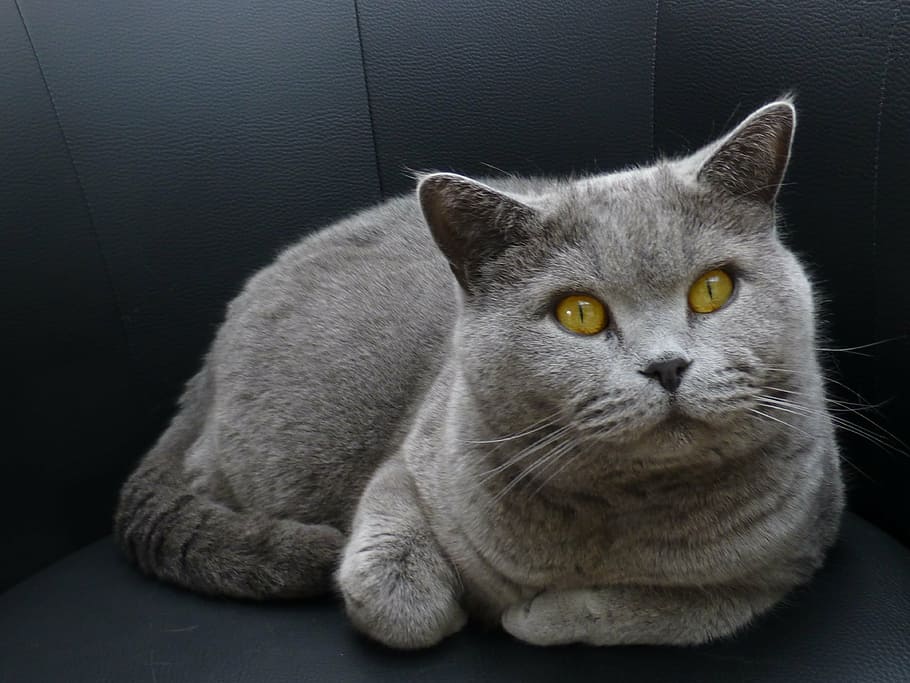 cat, «top», view, lauer position, eyes, pets, domestic Cat, HD wallpaper