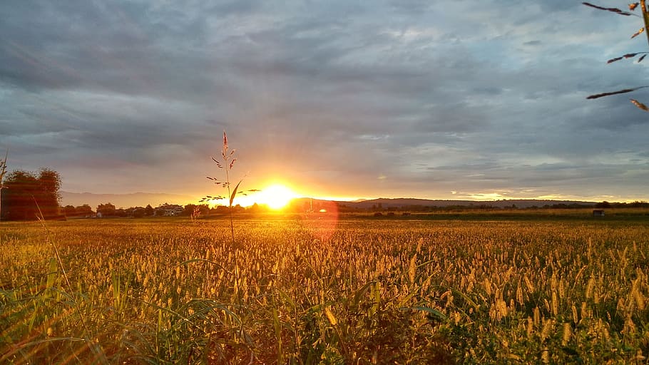 Dawn, Sun, Landscape, Salman, Field, collected, sky, light HD wallpaper