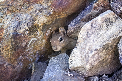 brown squirrel hiding on rocks, chipmunk, mammal, rodent, small HD wallpaper
