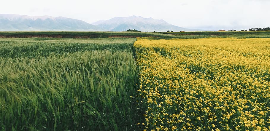field of yellow petaled flowers, yellow rapeseed field beside green grass field at daytime HD wallpaper