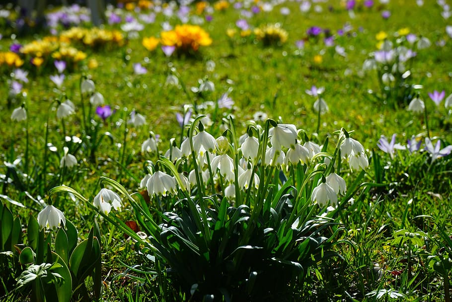 selective focus photography of white petaled flowers at daytime HD wallpaper