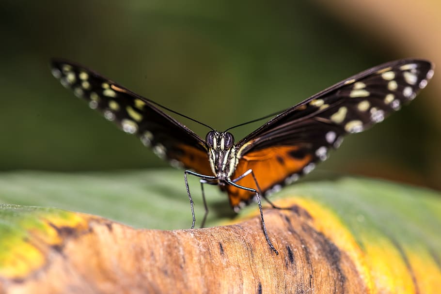 Butterfly, Flower, Insect, Blossom, bloom, macro, plant, close HD wallpaper