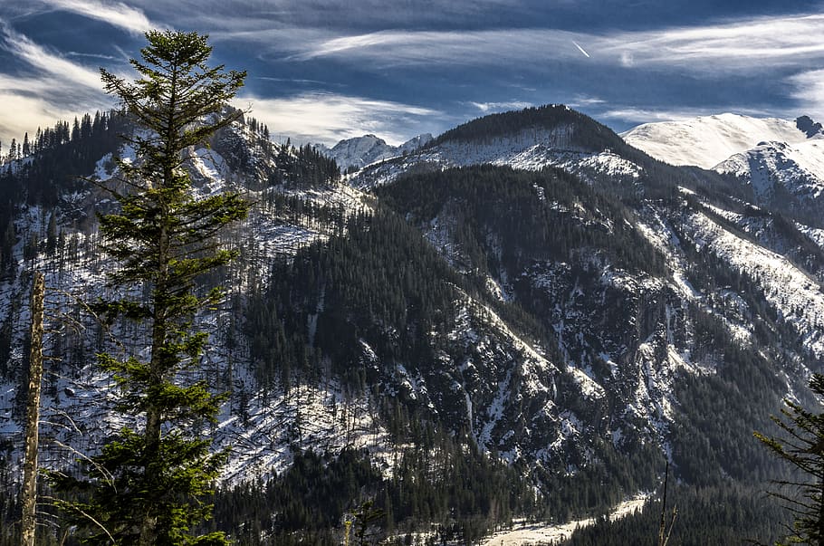 tatry, snow, mountains, winter, tree, beauty in nature, plant HD wallpaper