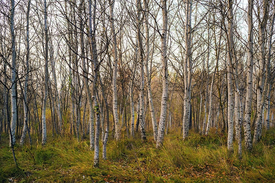 leafless trees, forest, nature, vegetable, wood, green, land HD wallpaper