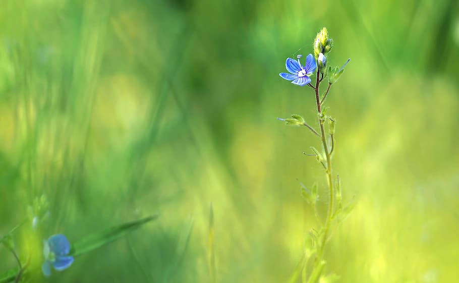 selective focus photography of blue flower in full bloom, plant HD wallpaper