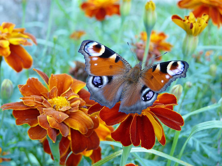 peocock butterfly perched on orange flower, wings, butterfly wings, HD wallpaper