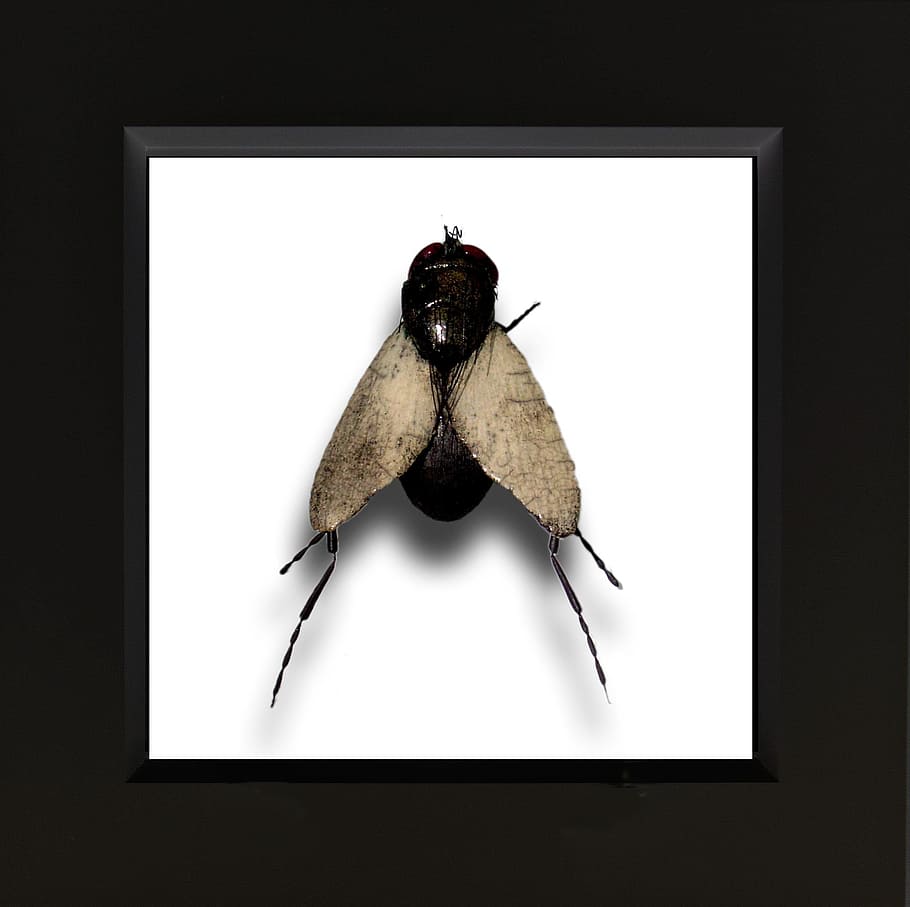 Ceramic, Insect, Fly, art, no people, studio shot, black background HD wallpaper