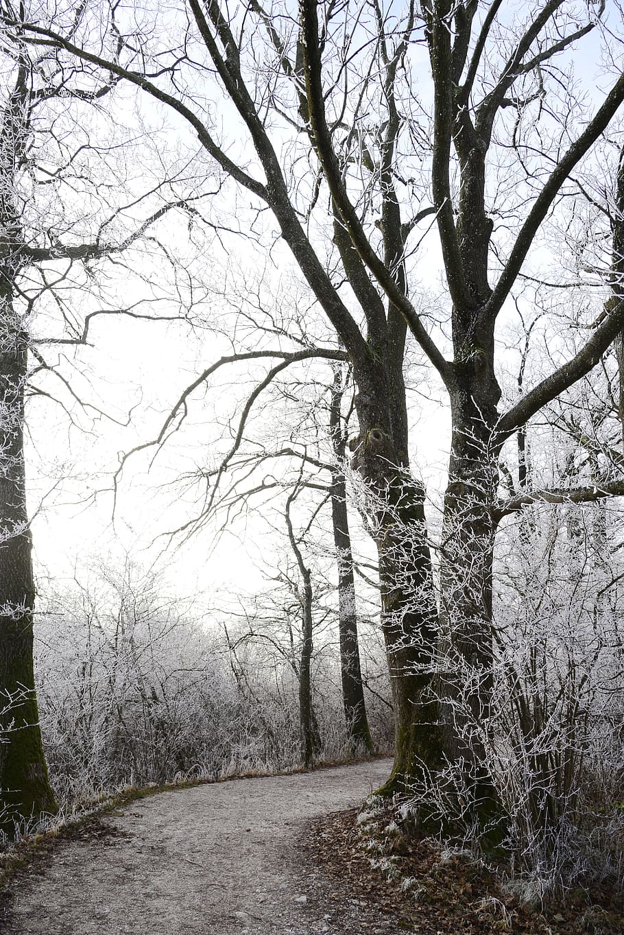 icy tree branch, hoarfrost, cold, winter, frozen, winter time HD wallpaper