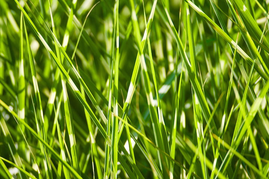 Plant, Tiger Grass, green color, nature, growth, full frame HD wallpaper