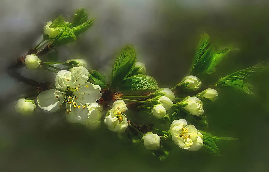 nature, spring, plum blossom, sunlight, growth, plant, green color HD wallpaper