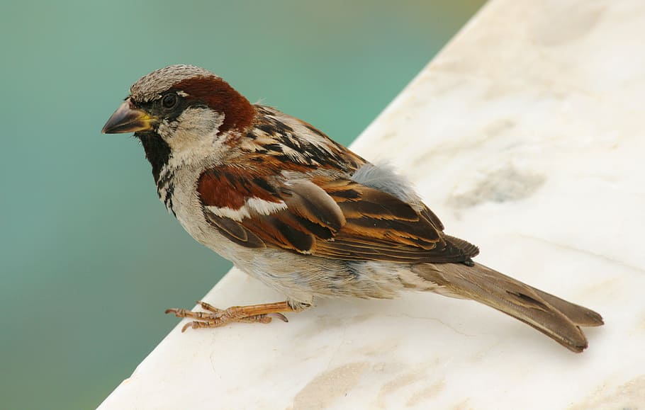 bird, sparrow, nature, beak, fly, feathers, outdoors, wings, HD wallpaper