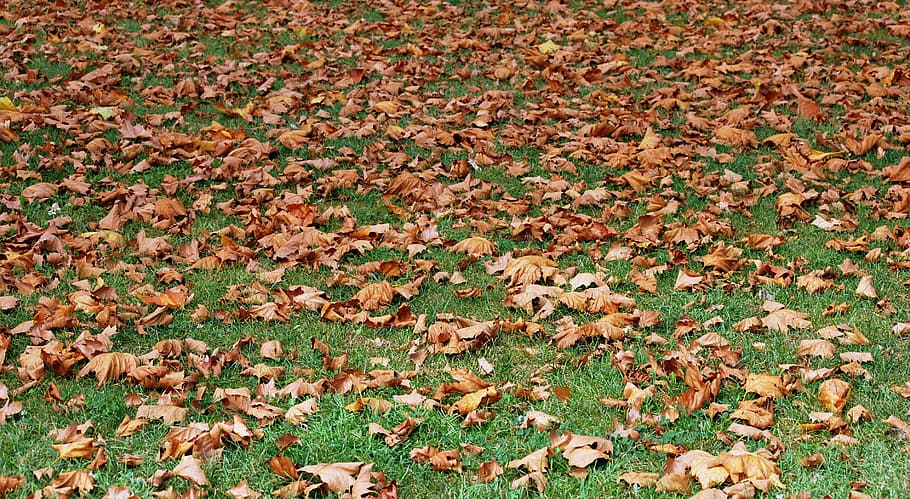autumn, dried leaves, prato, carpet, nature, garden, plant part, HD wallpaper