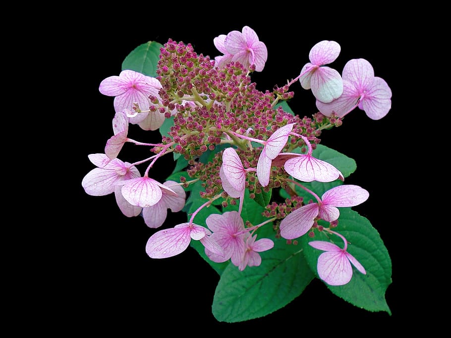 hydrangea, pink, plant, blossom, flower, bloom, garden, petal HD wallpaper