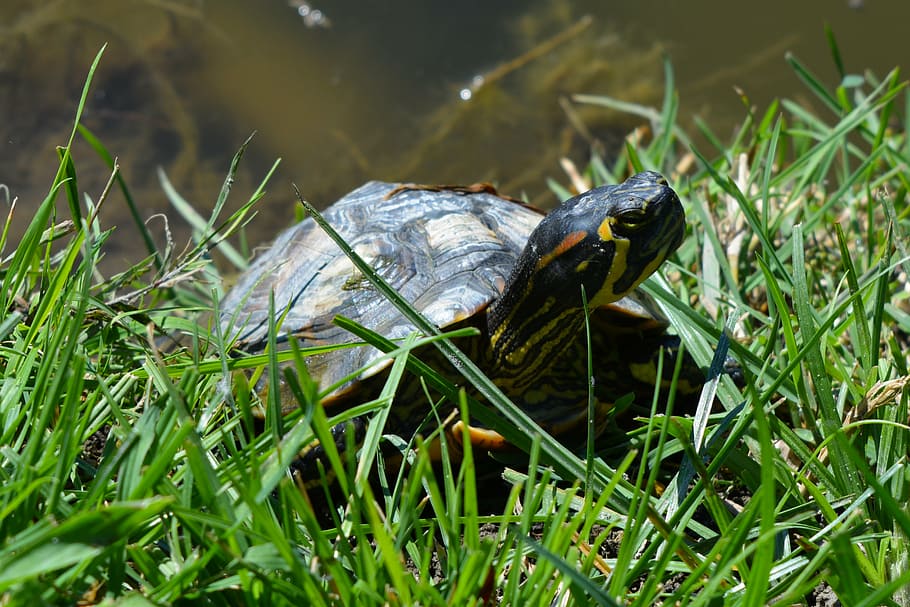 frog, turtle, water, green, pet, grass, animal, reptile, nature HD wallpaper