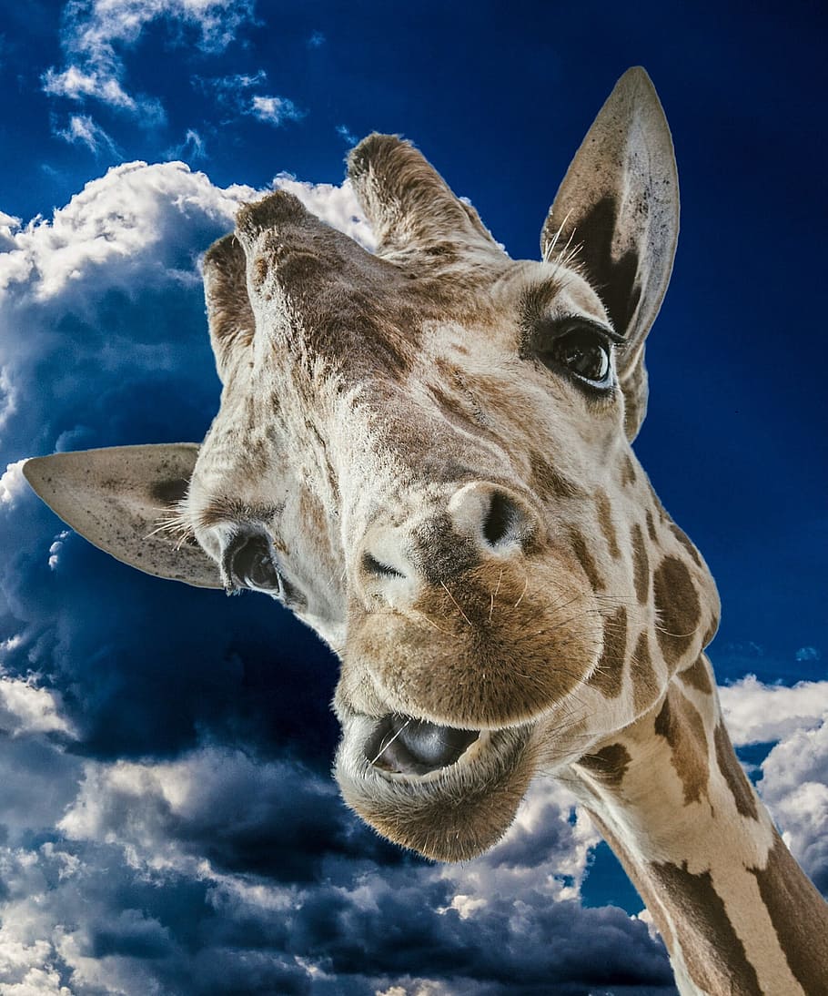 close-up photograph of brown giraffe, Clouds, Wild, funny, sky HD wallpaper