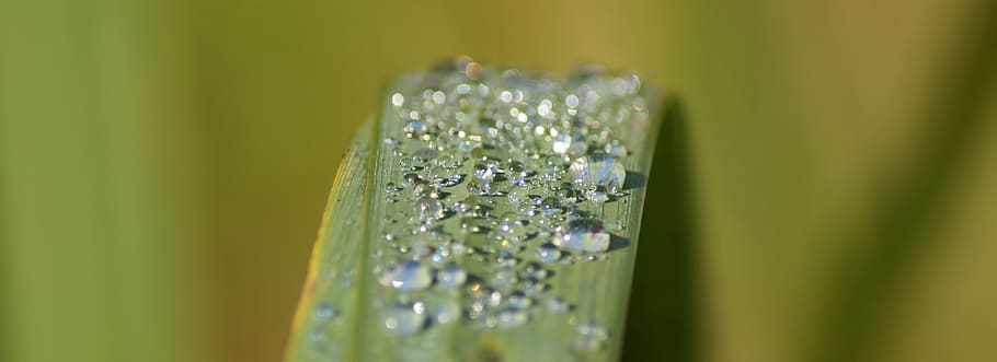 leaf, drop of water, raindrop, dew, macro, drip, green plant HD wallpaper