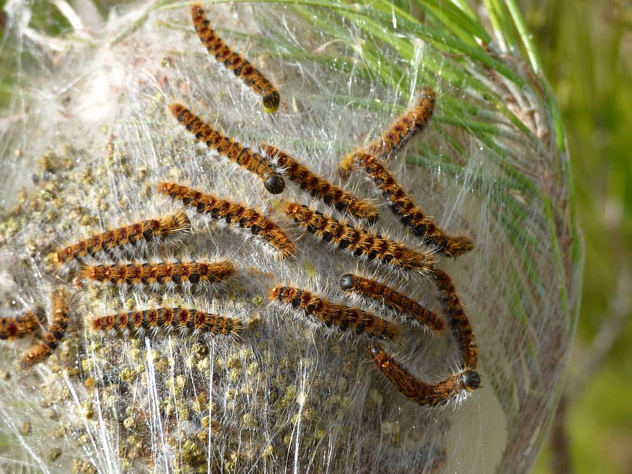 the pine processionary moth, caterpillar, plague, nest, cocoon, HD wallpaper