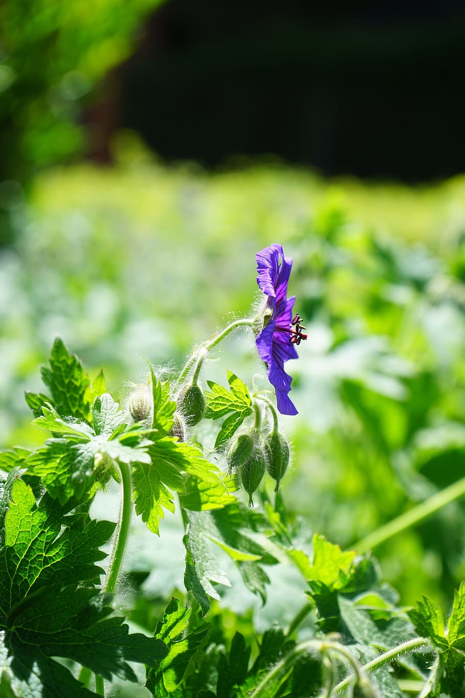 Cranesbill, Blossom, Bloom, Flower, plant, flora, ornamental plant, HD wallpaper