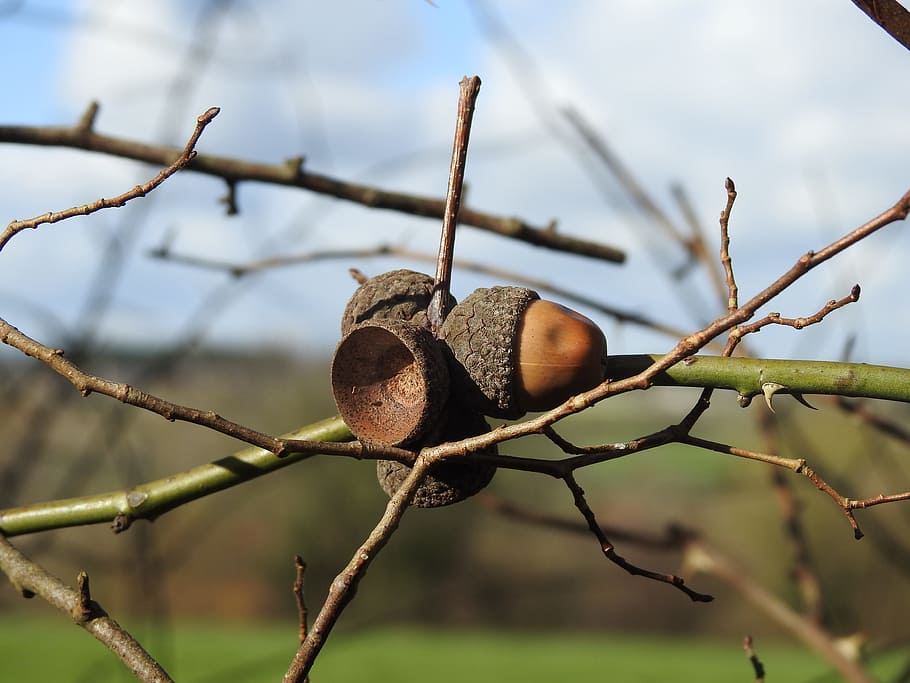 tree, nature, outdoor, close up, acorn, oak, focus on foreground HD wallpaper
