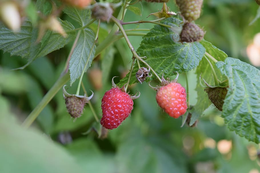 Raspberry, Nature, Food, Fruit, red, fresh, healthy, sweet HD wallpaper