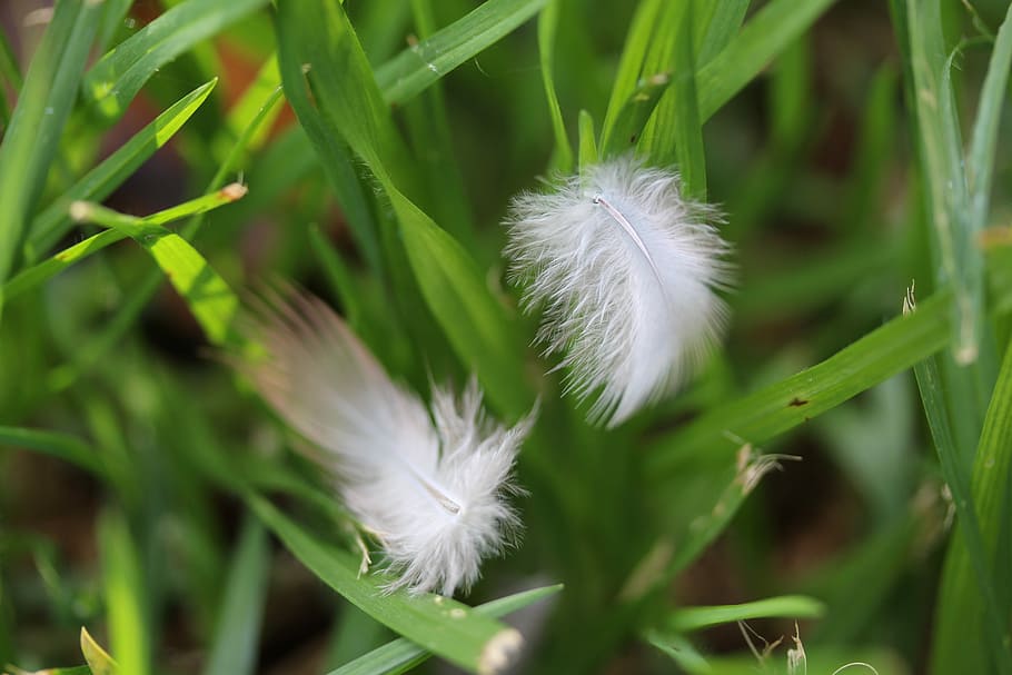 nature, flora, grass, leaf, summer, closeup, outdoors, garden HD wallpaper