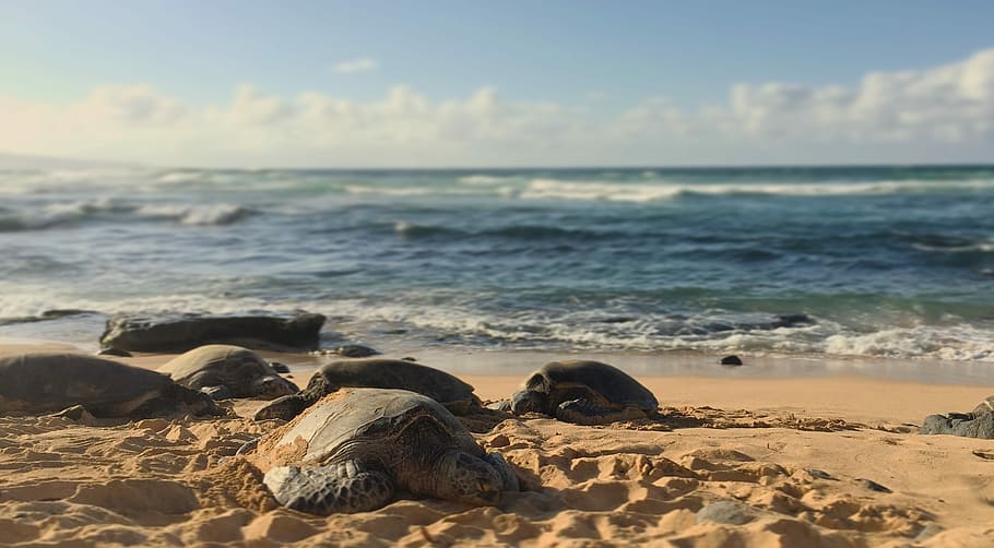 turtle on sand near sea during daytime, sea turtles crawling on shore HD wallpaper
