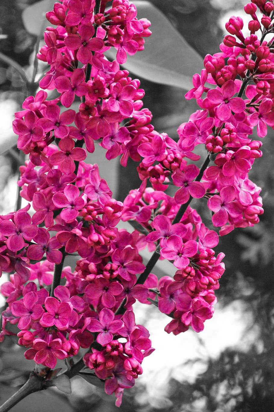 flower, color, bloom, nature, spring, flowering plant, pink color HD wallpaper