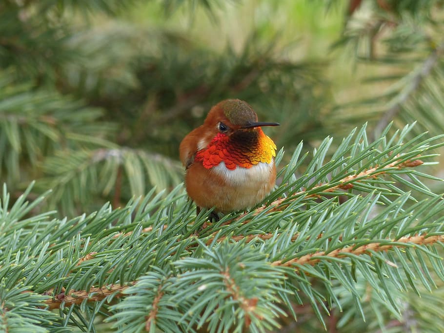 photo of magnificent riflebird perching on bough, hummingbird