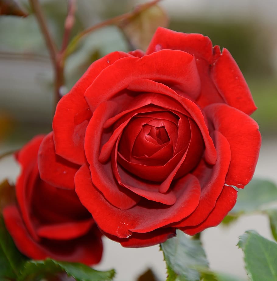rose, blossom, bloom, red, rose bloom, individually, romantic HD wallpaper