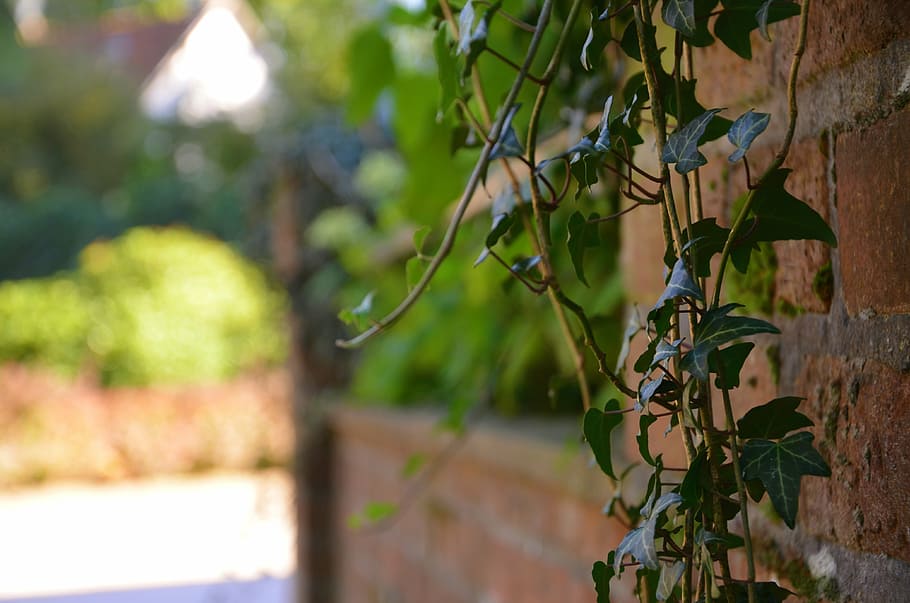 vine, ivy, wall, plant, nature, garden, summer, branch, leaf HD wallpaper