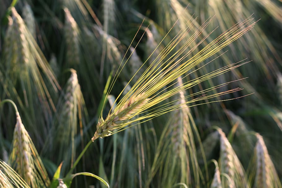 spike, cornfield, plant, growth, crop, cereal plant, agriculture HD wallpaper