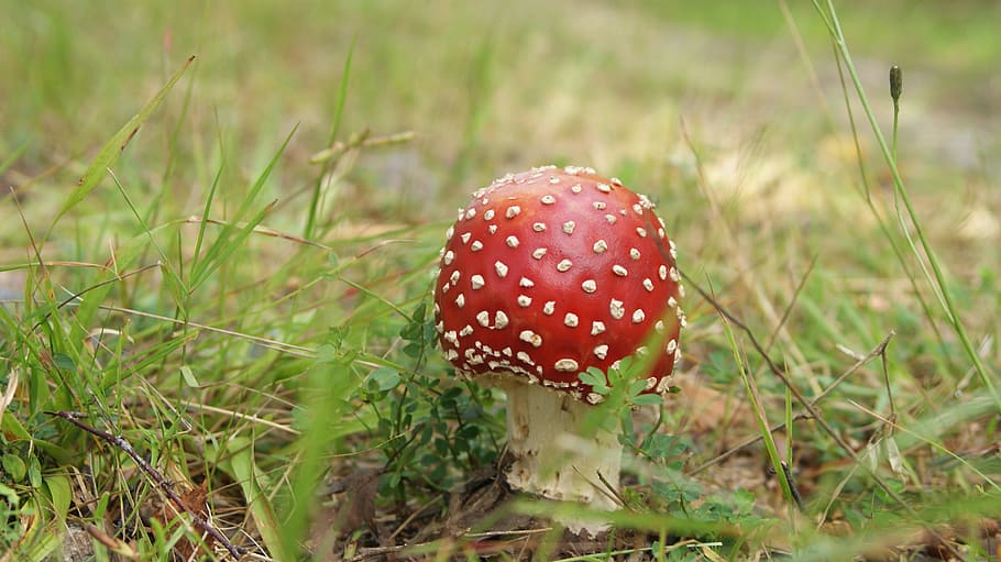 fly agaric, flyagaric, nature, autumn, mushroom, fungus, grass HD wallpaper