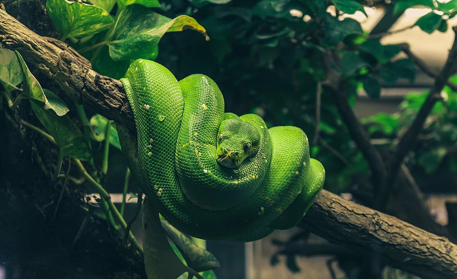 green viper snake on tree branch, python, reptile, beauty, terrarium, HD wallpaper