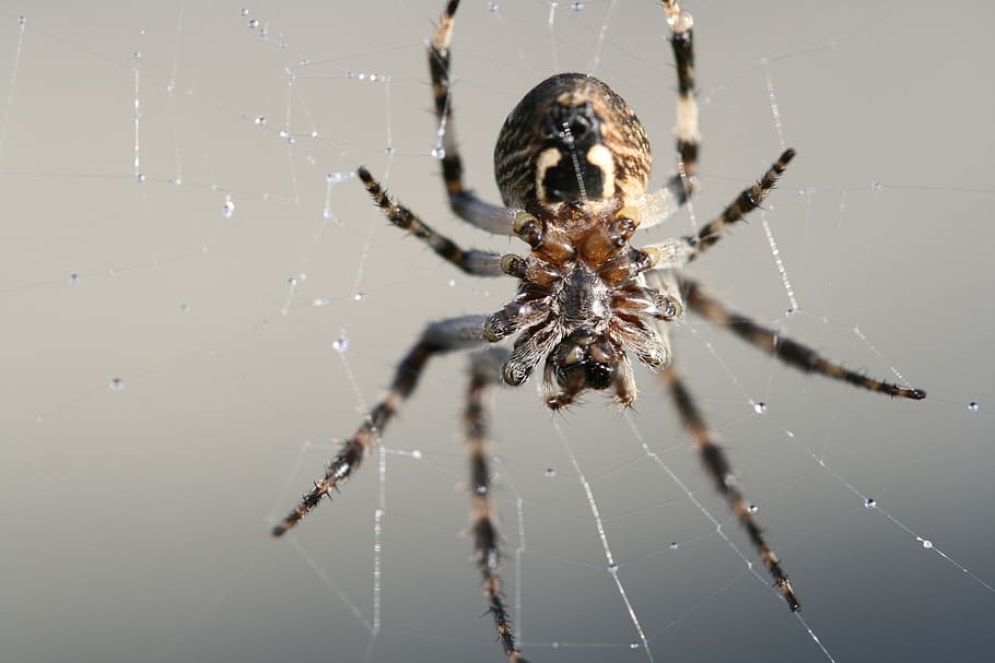 spider, cobweb, close, nature, spider Web, arachnid, insect HD wallpaper