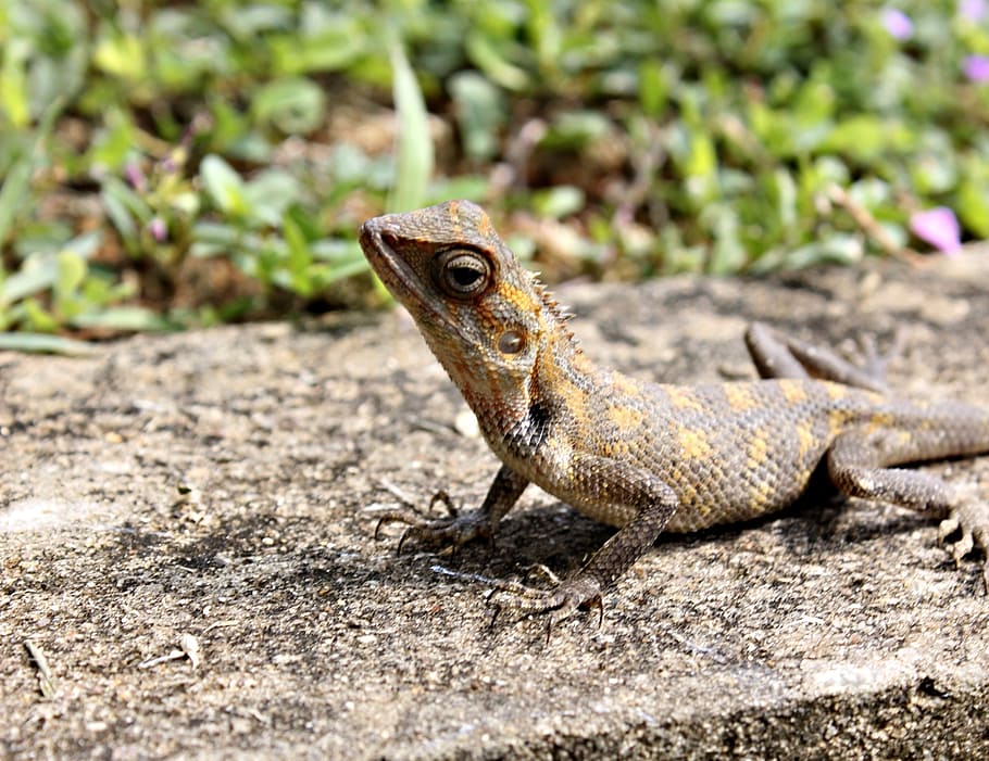 lizard, scales, reptile, nature, skin, tropical, head, pattern HD wallpaper