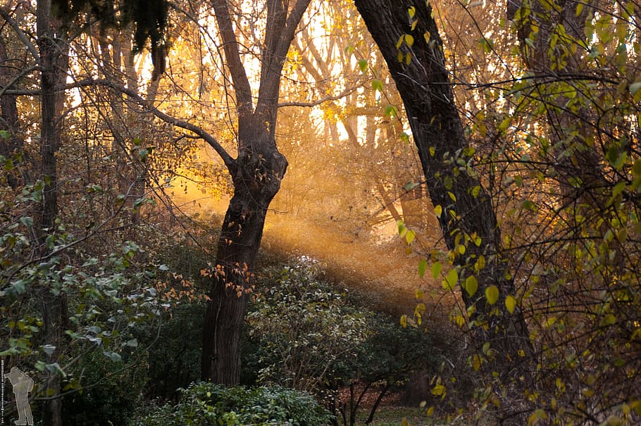 forest, jungle, sunset, garden, trees, madrid, plant, land HD wallpaper
