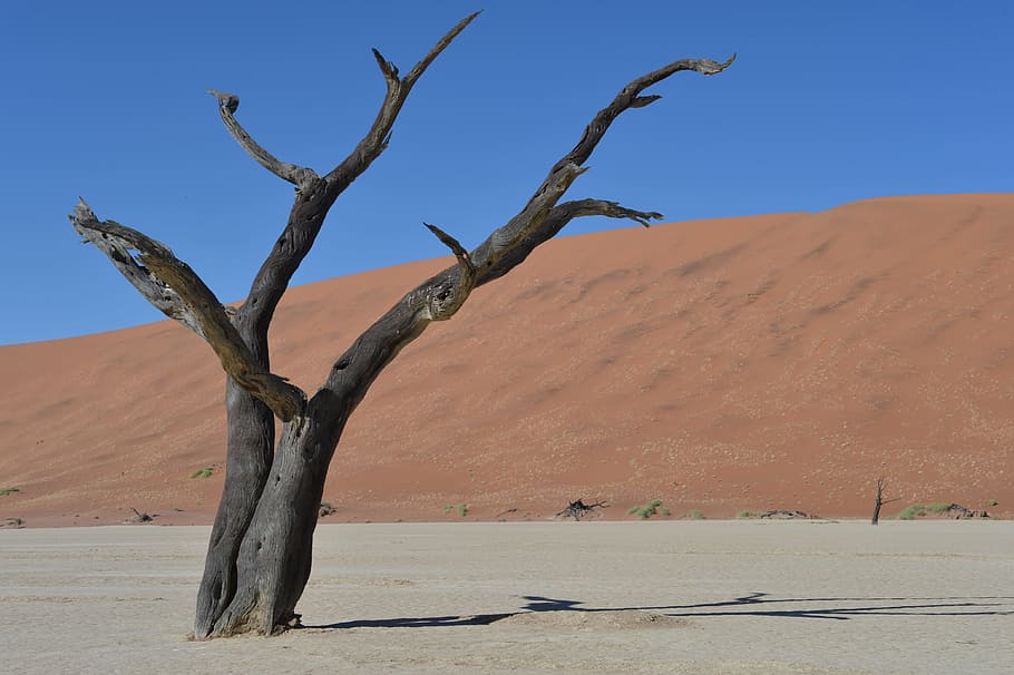 Tree, Death, Desert, Sand, Burned, loneliness, drought, africa HD wallpaper