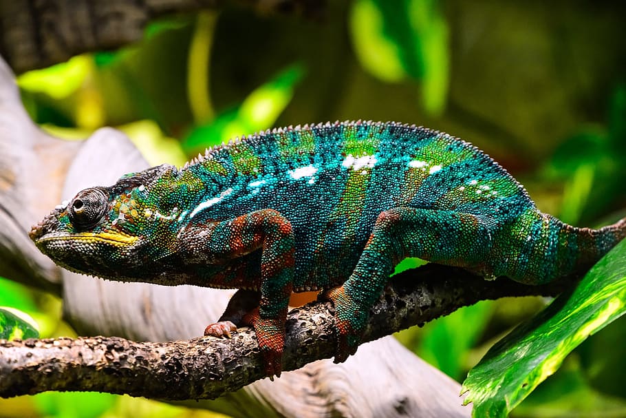 shallow focus photography of chameleon, branch, close, exotic HD wallpaper