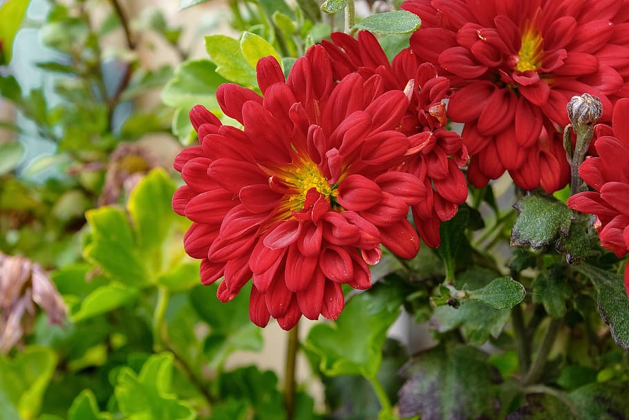 spring, flower, chrysanthemum, nature, flowering plant, beauty in nature HD wallpaper