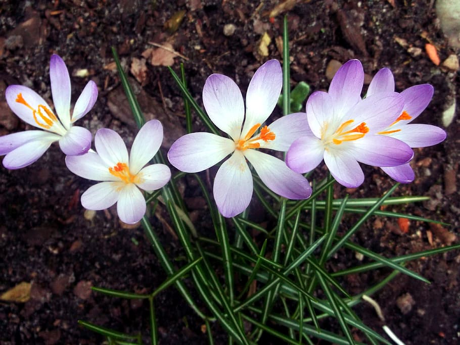 Crocus, Iridaceae, Purple, Spring, Plant, flower, fragility HD wallpaper
