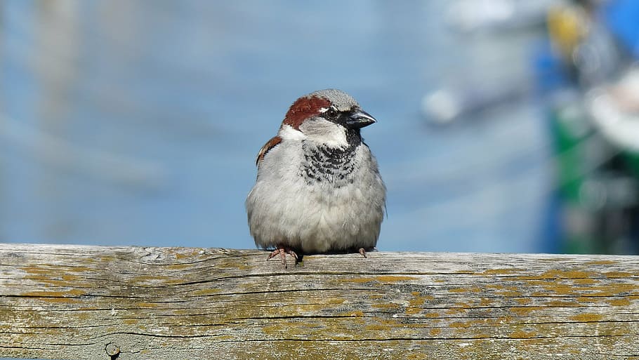 sparrow, sperling, bird, close, sitting, songbird, house sparrow HD wallpaper