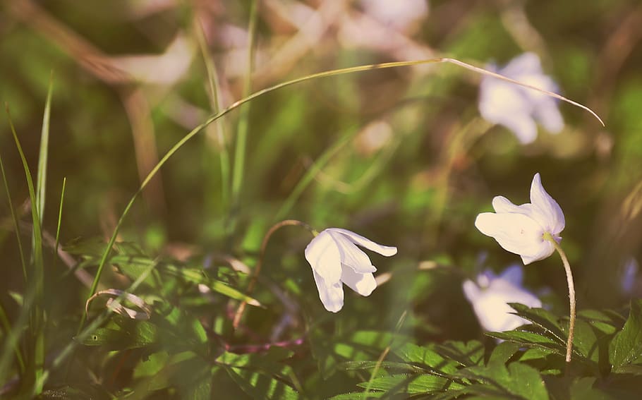 spring, flowers, nature, plant, summer, close-up, flowering plant HD wallpaper