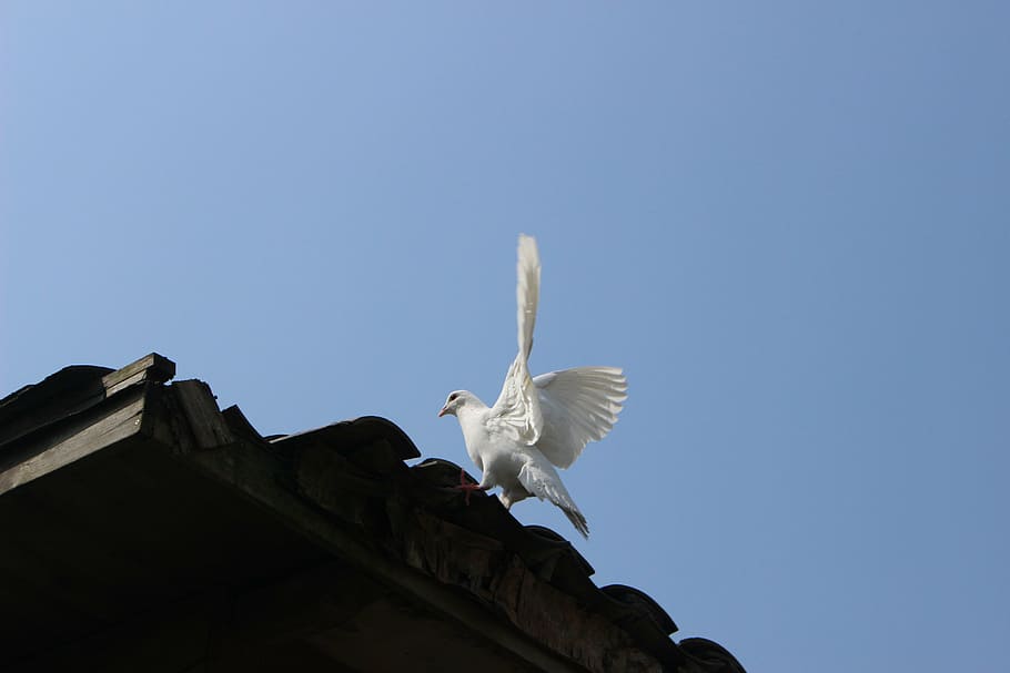 pigeon, the scenery, hangzhou, animal, animal themes, bird, HD wallpaper