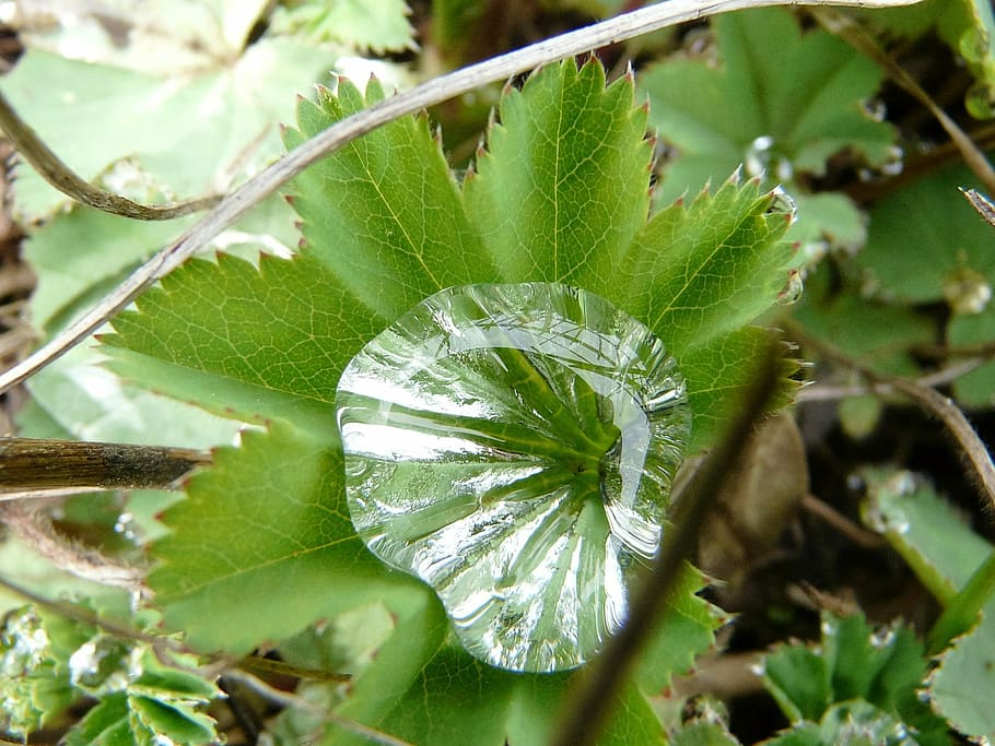 nature, plant, green, leaf, dew, dewdrop, macro, close, small plant HD wallpaper