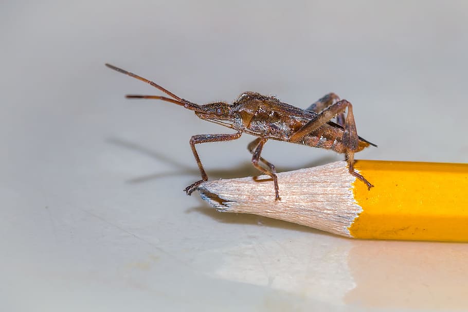 Pine, Bug, American, Insect, pine bug, north american, invasive HD wallpaper