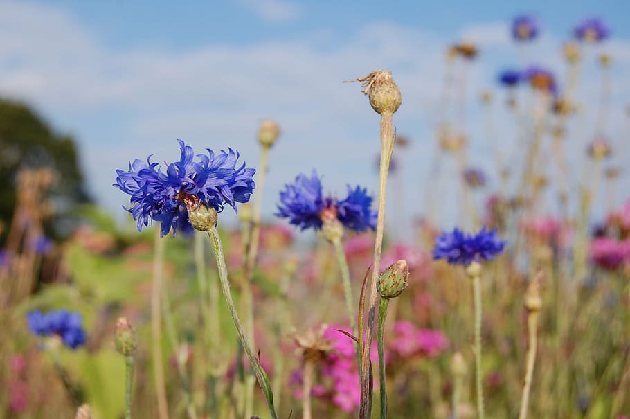 cornflower, cornflowers, blue, summer, nature, blue purple flower HD wallpaper