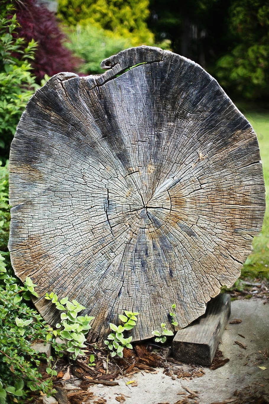 old tree, cross section, wood, lumber, texture, tree stump HD wallpaper