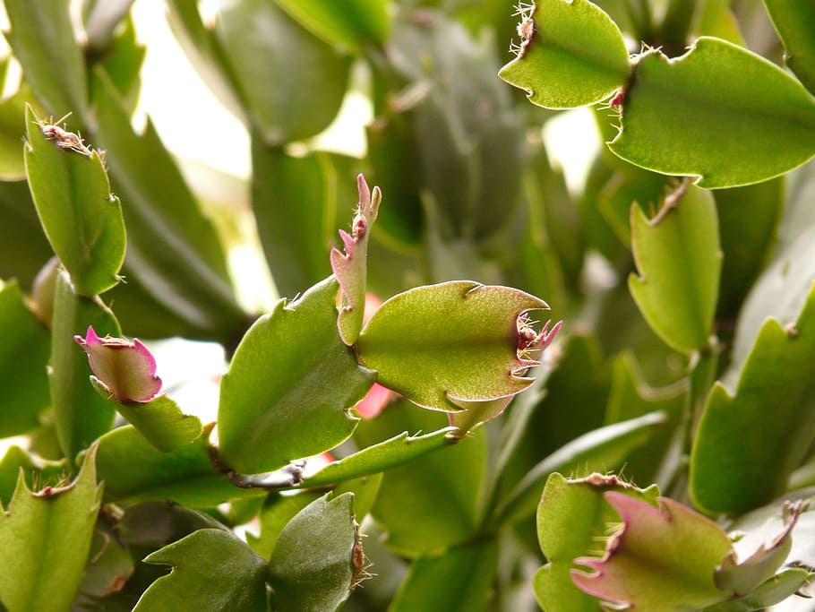 cactus, leaves, green, spur, schlumbergera, weihnachtskaktus HD wallpaper